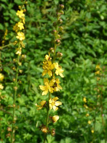 Agrimonia eupatoria